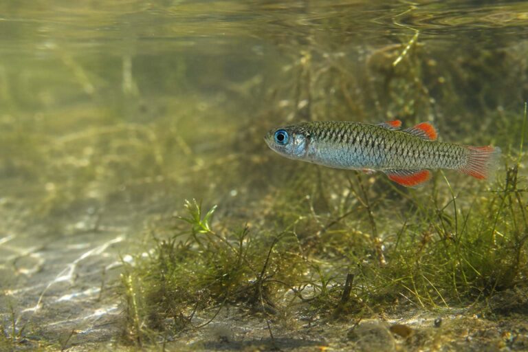 Red-finned Blue-eye fish